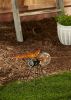 Solar Butterfly Glow Bug Figurine - Best Outdoor Garden Decor for Nighttime Glow